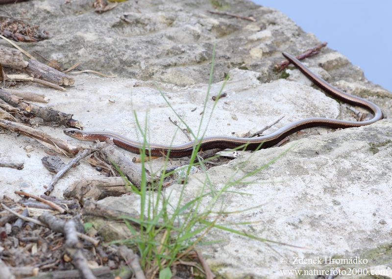 Slow Worm, Anguis fragilis (Reptiles, Reptilia)